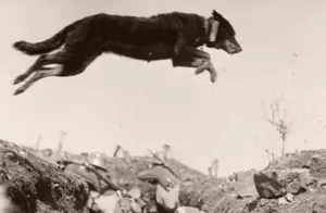 二战期间，军犬见证了主人被害，多年后偶遇凶手，它是怎么做的？