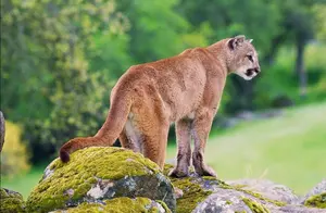 猫科里最懂人情世故的动物，竟然是美洲狮？能用“饭局”化解争端