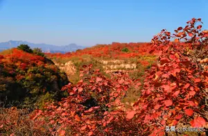美丽太行 | 河北井陉：风挡山赏秋 千亩红叶漫山红遍